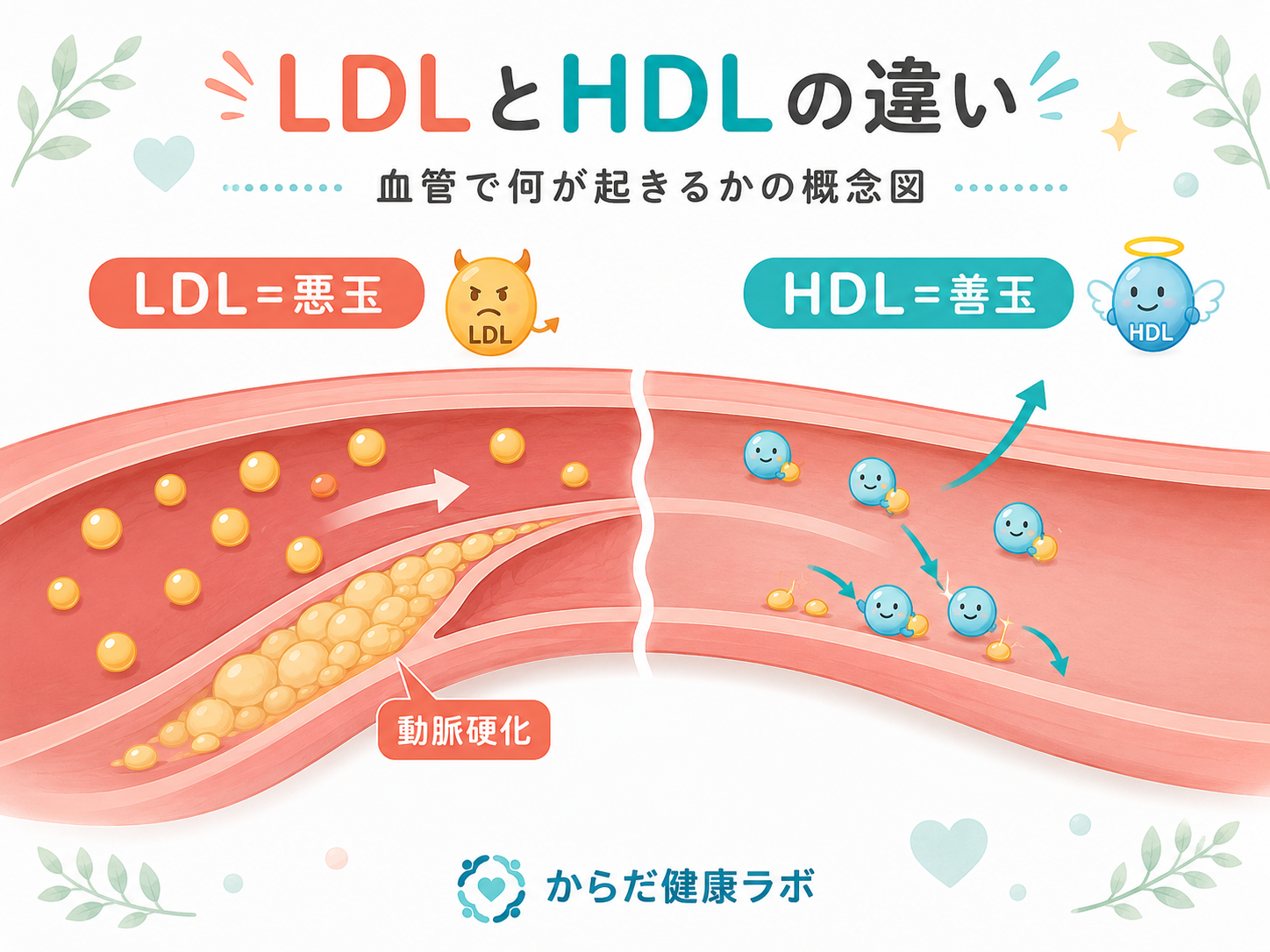 LDLコレステロール HDL 違い 動脈硬化 血管 図